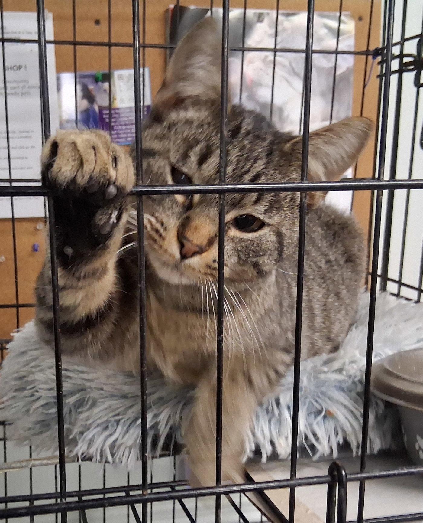 Enlarge Gunther, a Adoptable Domestic Medium Hair in Mcconnelsville, OH image 1/3