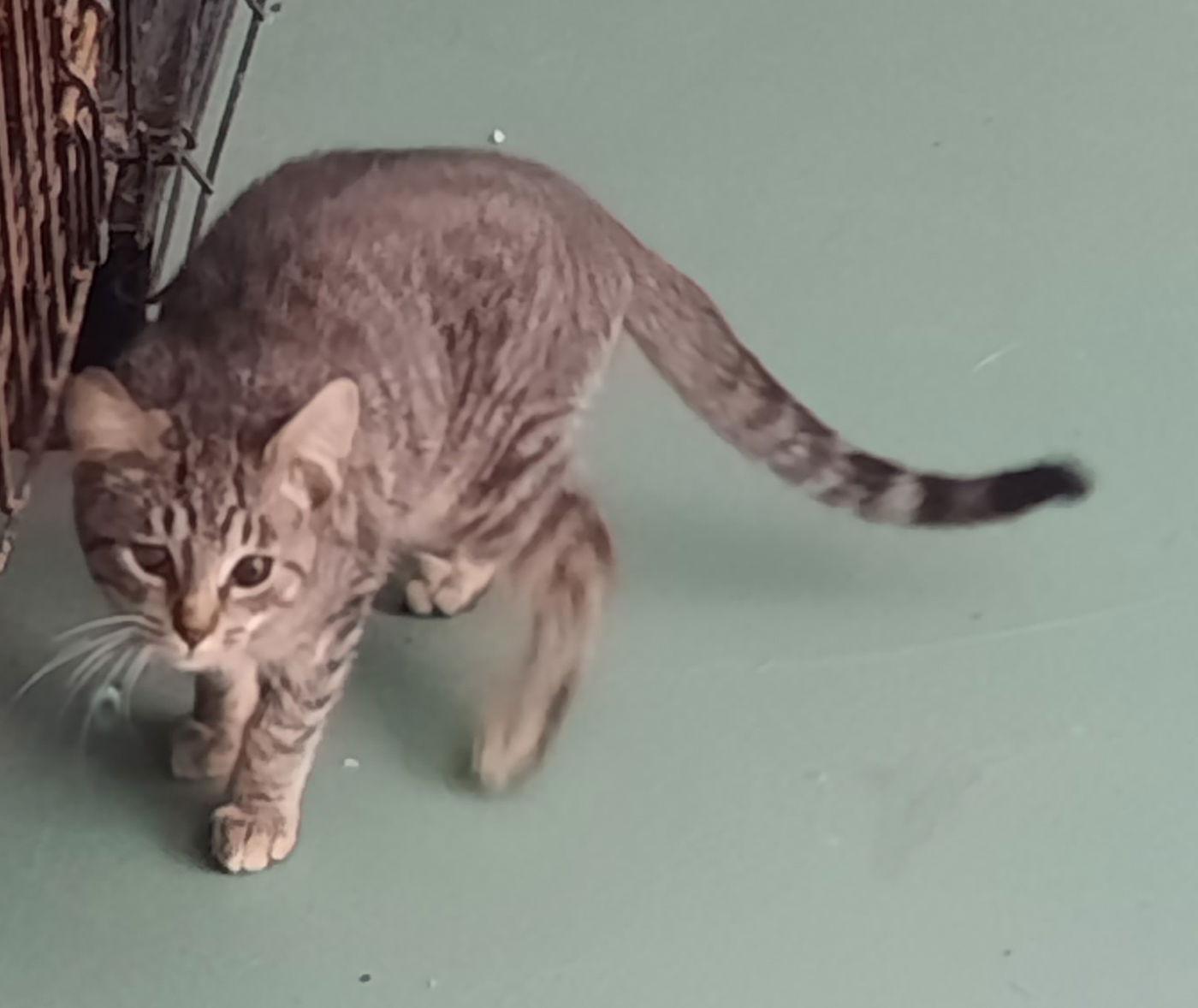 Gunther, a Adoptable Domestic Medium Hair image 1/2