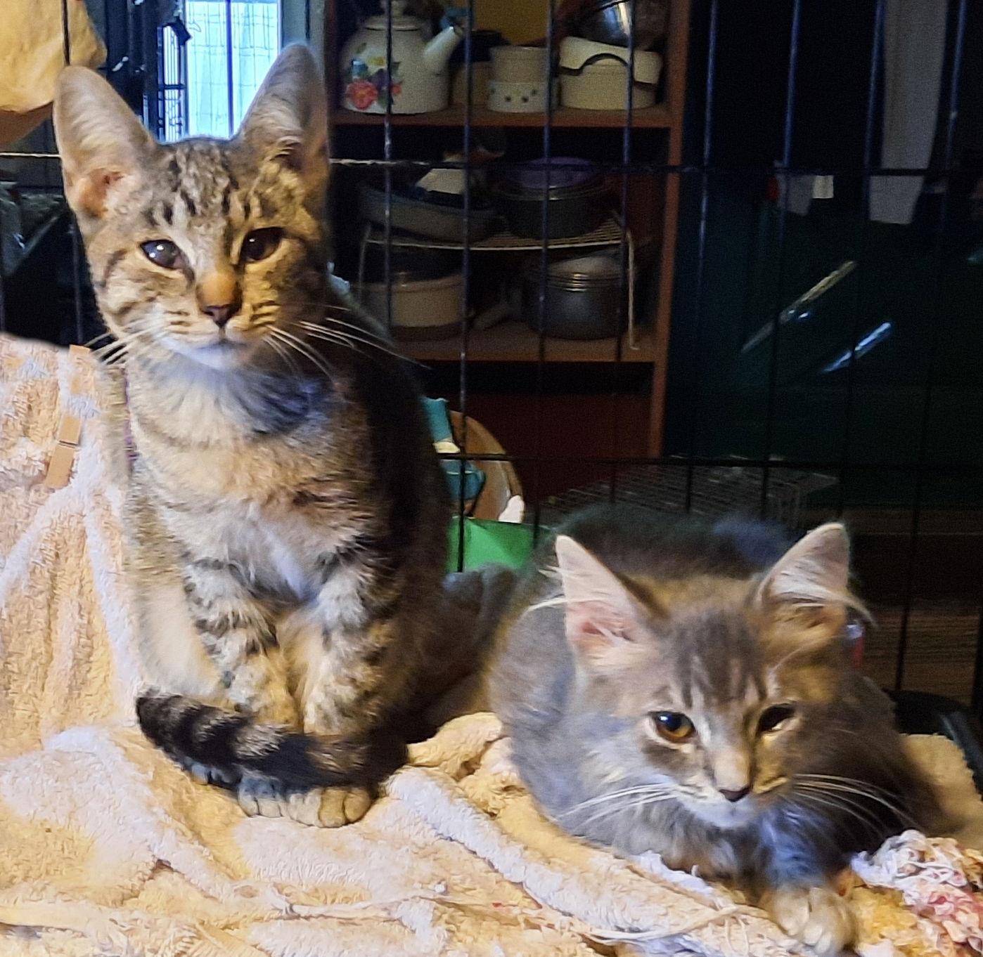 Gunther, Adoptable, Kitten Male Domestic Medium Hair.