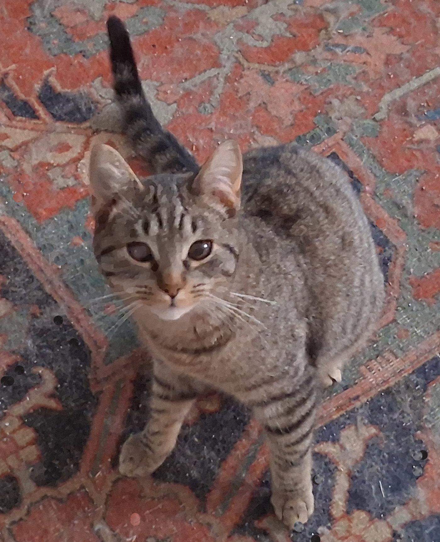 Enlarge Gunther, a Adoptable Domestic Medium Hair in Mcconnelsville, OH image 3/3