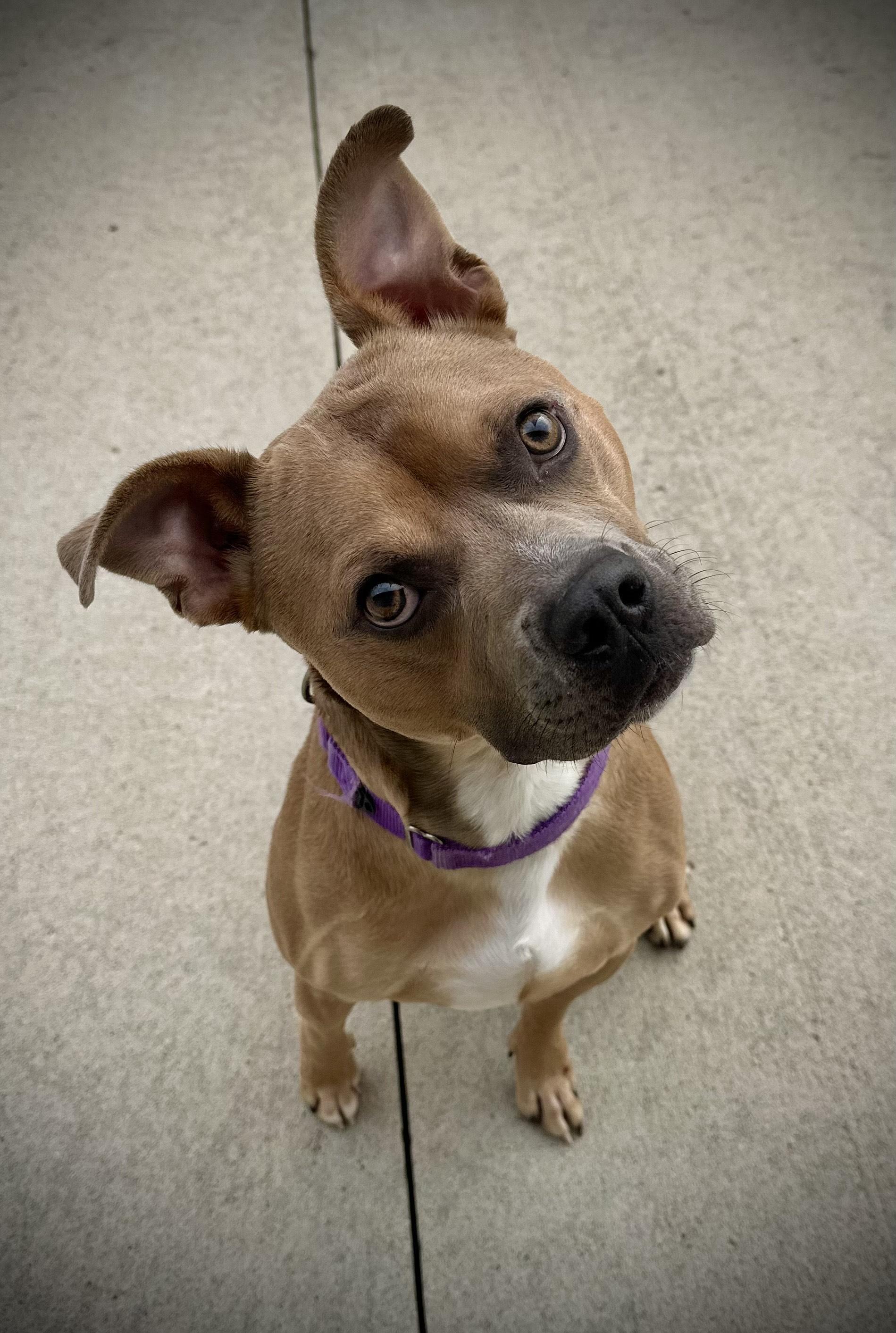 Puck, Adoptable, Adult Male Pit Bull Terrier.