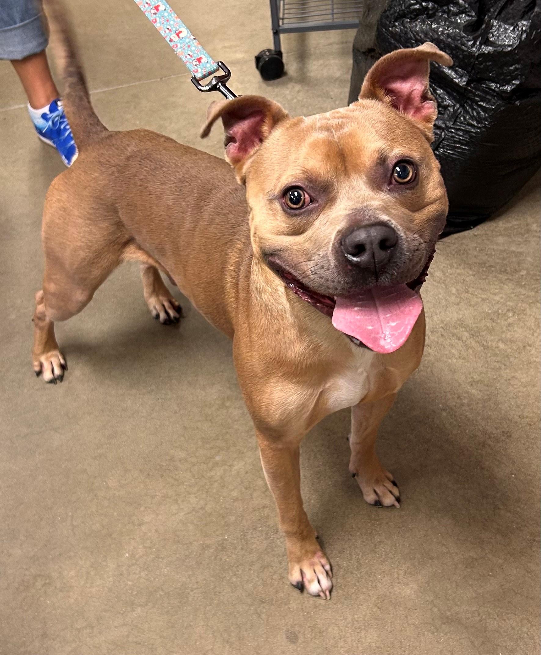 Puck, a Adoptable Pit Bull Terrier in Mason City, IA image 2/2