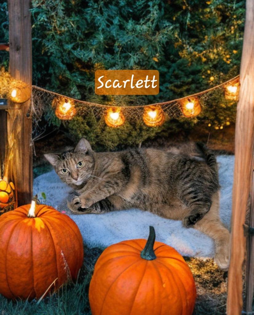 Enlarge Scarlett, a Adoptable mixed breed in Jim Thorpe, PA image 1/5