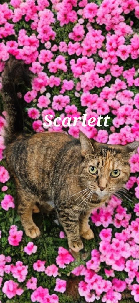 Enlarge Scarlett, a Adoptable mixed breed in Jim Thorpe, PA image 2/5