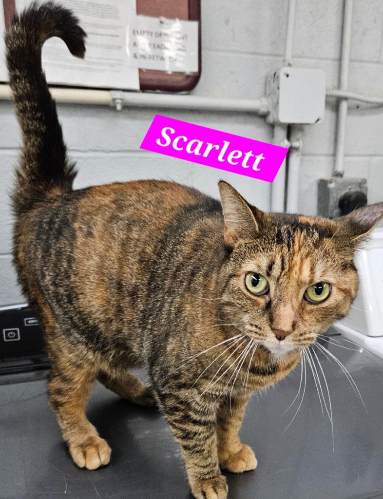 Enlarge Scarlett, a Adoptable mixed breed in Jim Thorpe, PA image 3/5