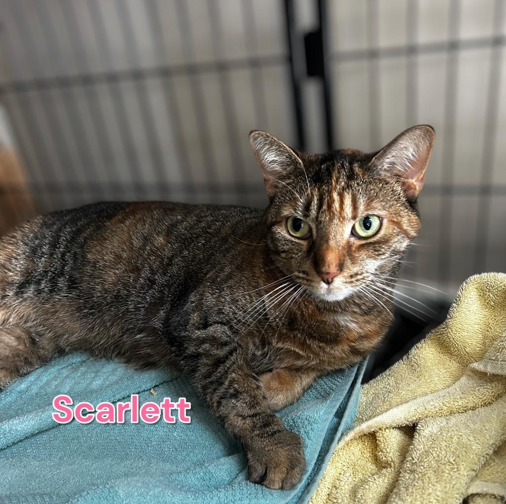 Enlarge Scarlett, a Adoptable mixed breed in Jim Thorpe, PA image 4/5