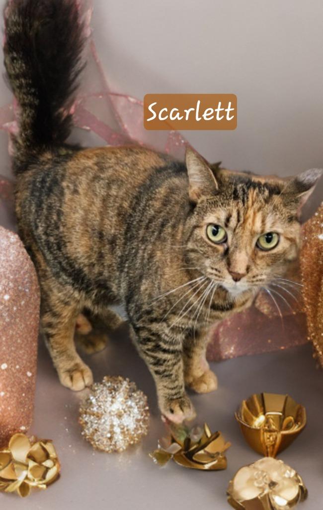 Enlarge Scarlett, a Adoptable mixed breed in Jim Thorpe, PA image 5/5