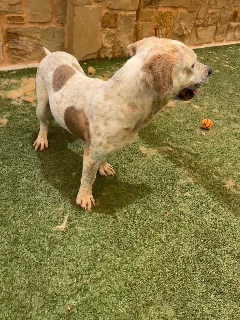 Jeffery, Adoptable, Adult Male Hound.