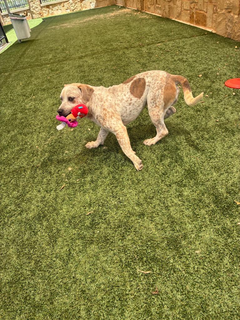 Jeffery, a Adoptable mixed breed in Seguin, TX image 2/3