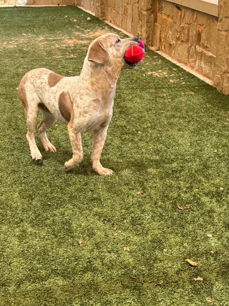 Jeffery, a Adoptable mixed breed in Seguin, TX image 3/3