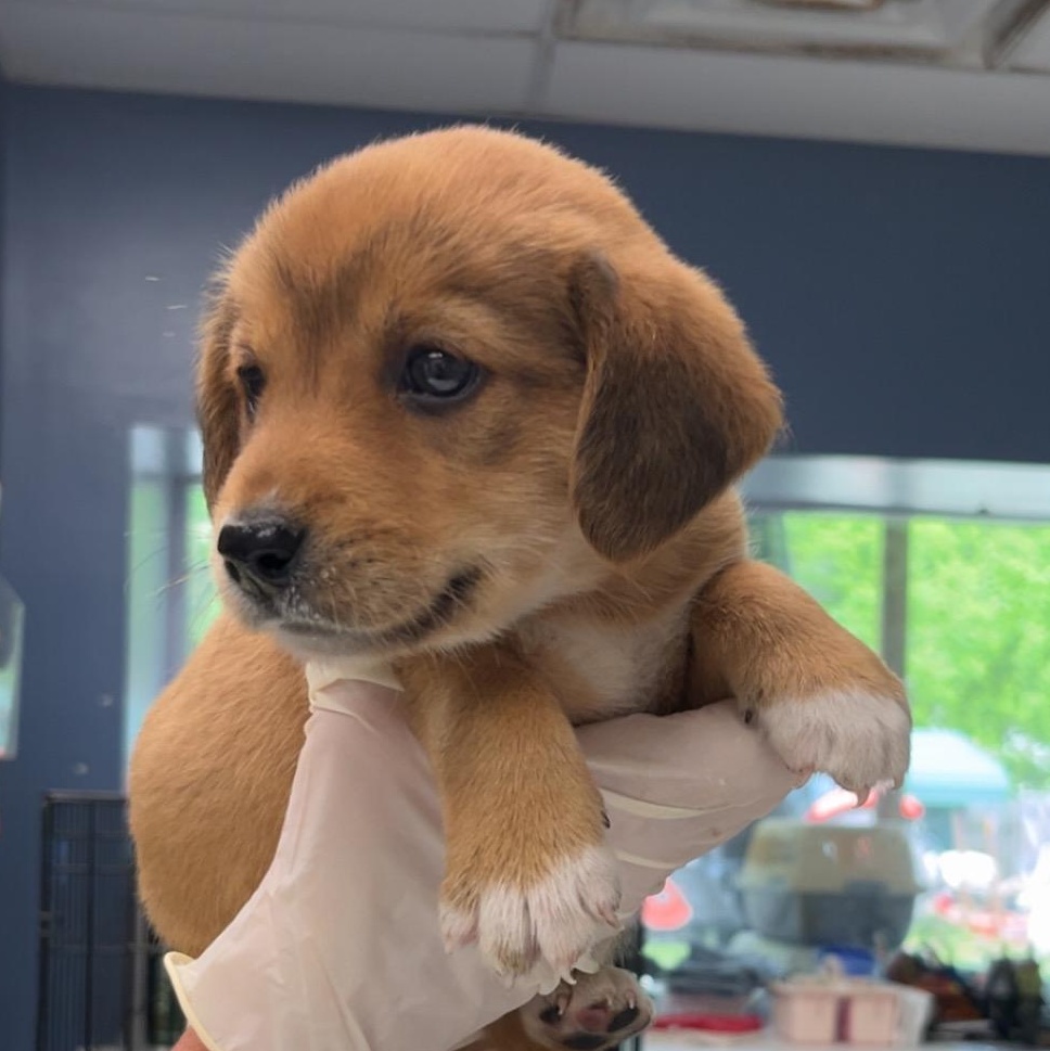 Hershey, adopted, Puppy Male Beagle & Labrador Retriever.