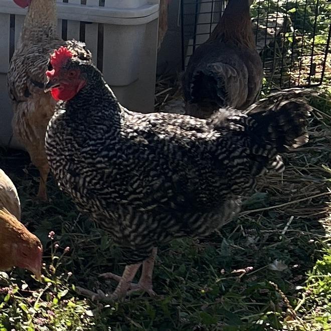 McRoosty, Adoptable, Young Male Chicken.