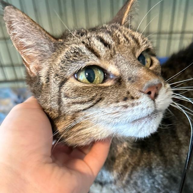 Caty, Senior Female Tabby