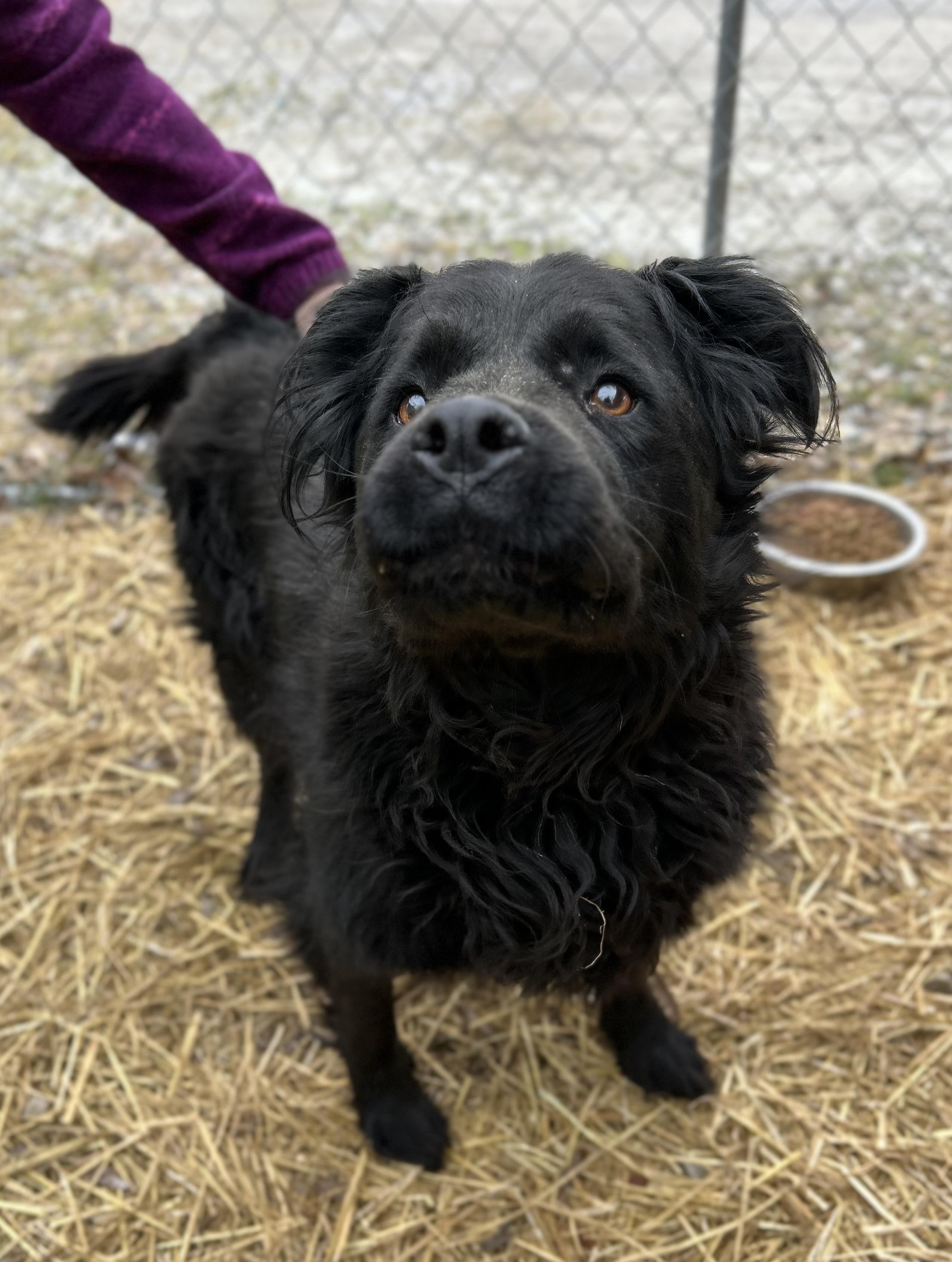 Enlarge Raven, a ADOPTABLE mixed breed in Manchester, TN image 5/5