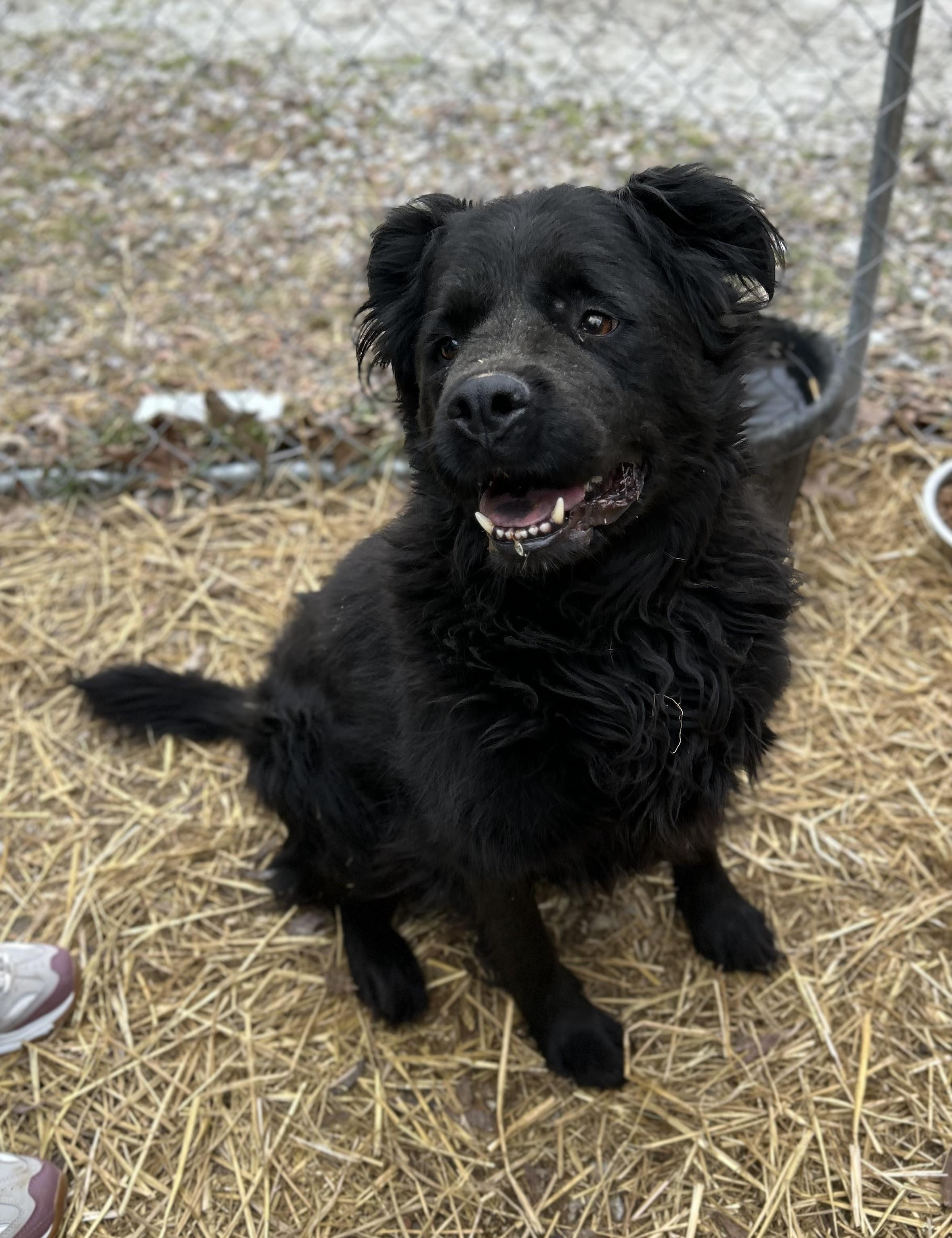 Enlarge Raven, a ADOPTABLE mixed breed in Manchester, TN image 4/5