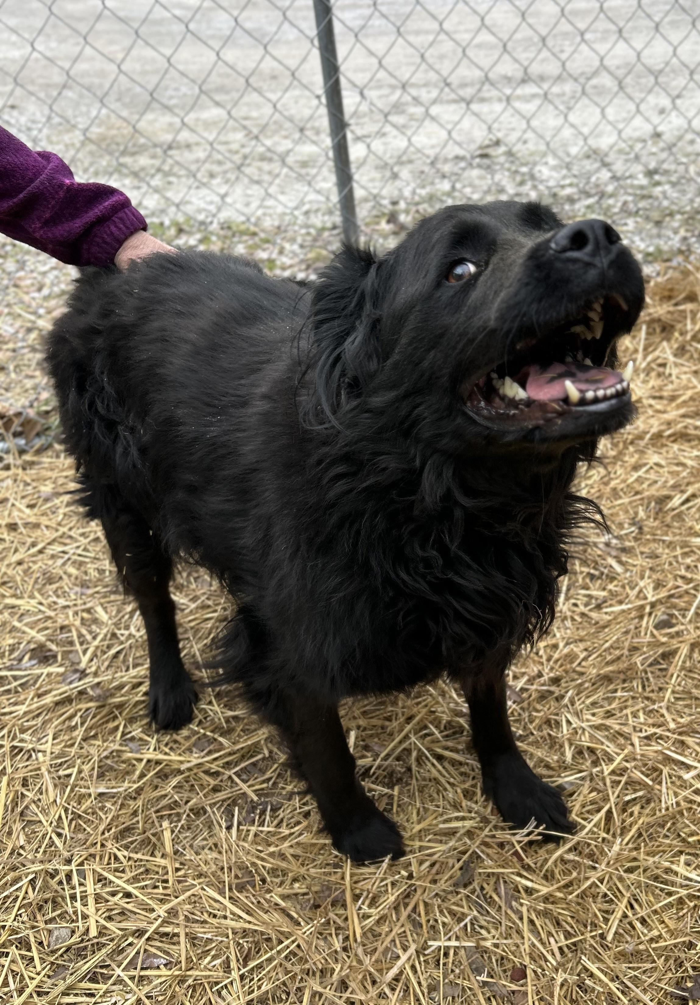 Raven, ADOPTABLE, Adult Female Chow Chow.