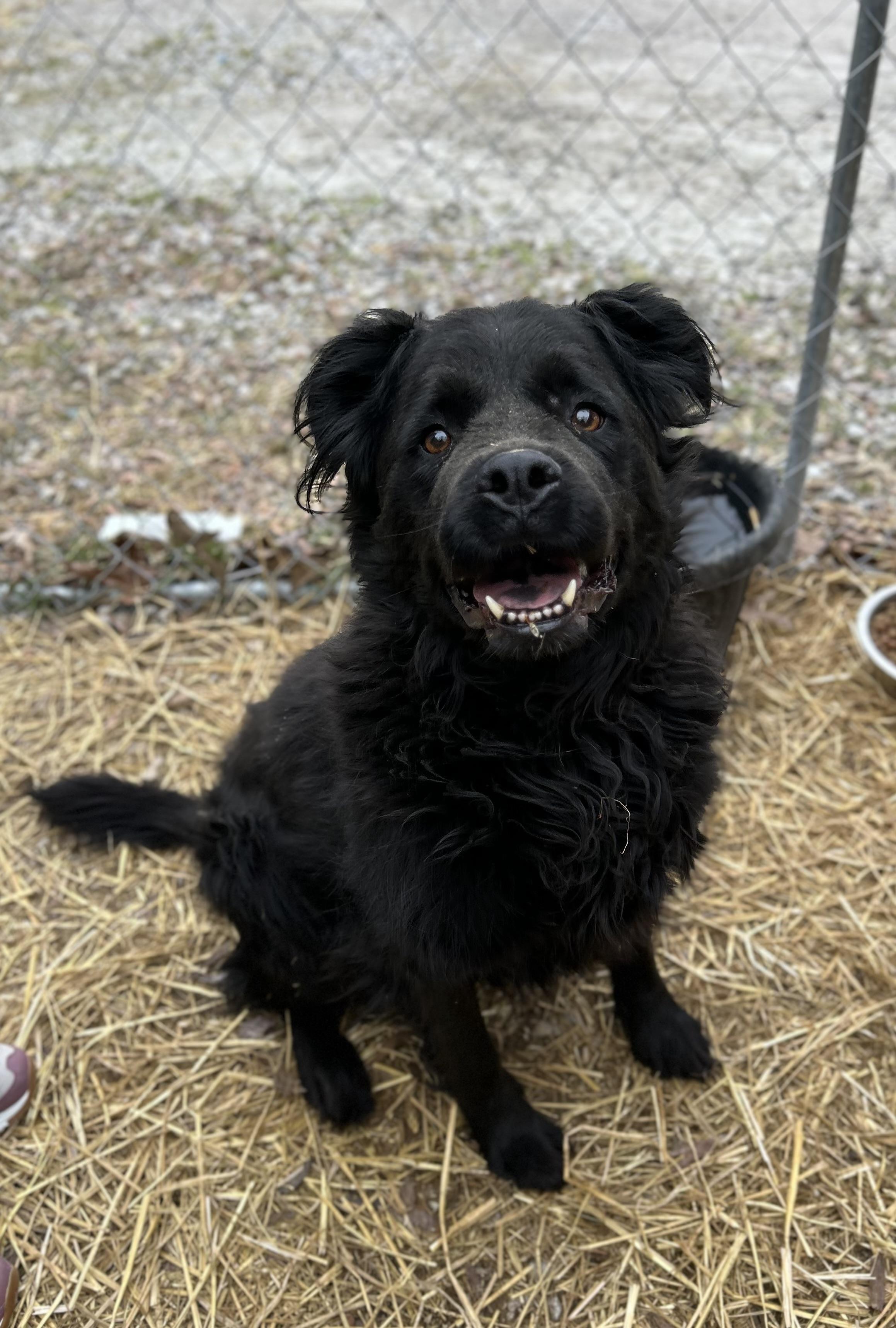 Enlarge Raven, a ADOPTABLE mixed breed in Manchester, TN image 3/5