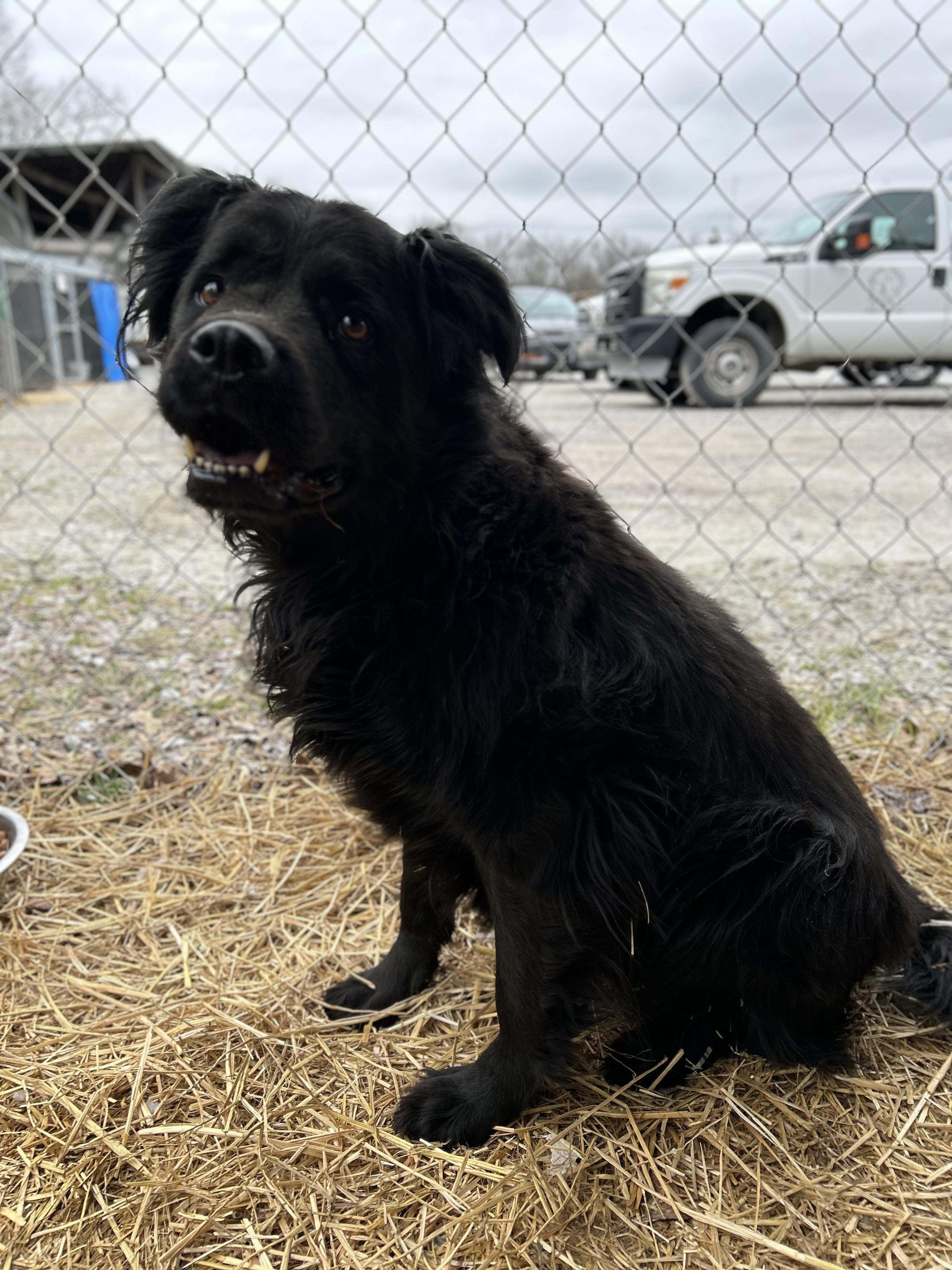 Enlarge Raven, a ADOPTABLE mixed breed in Manchester, TN image 2/5