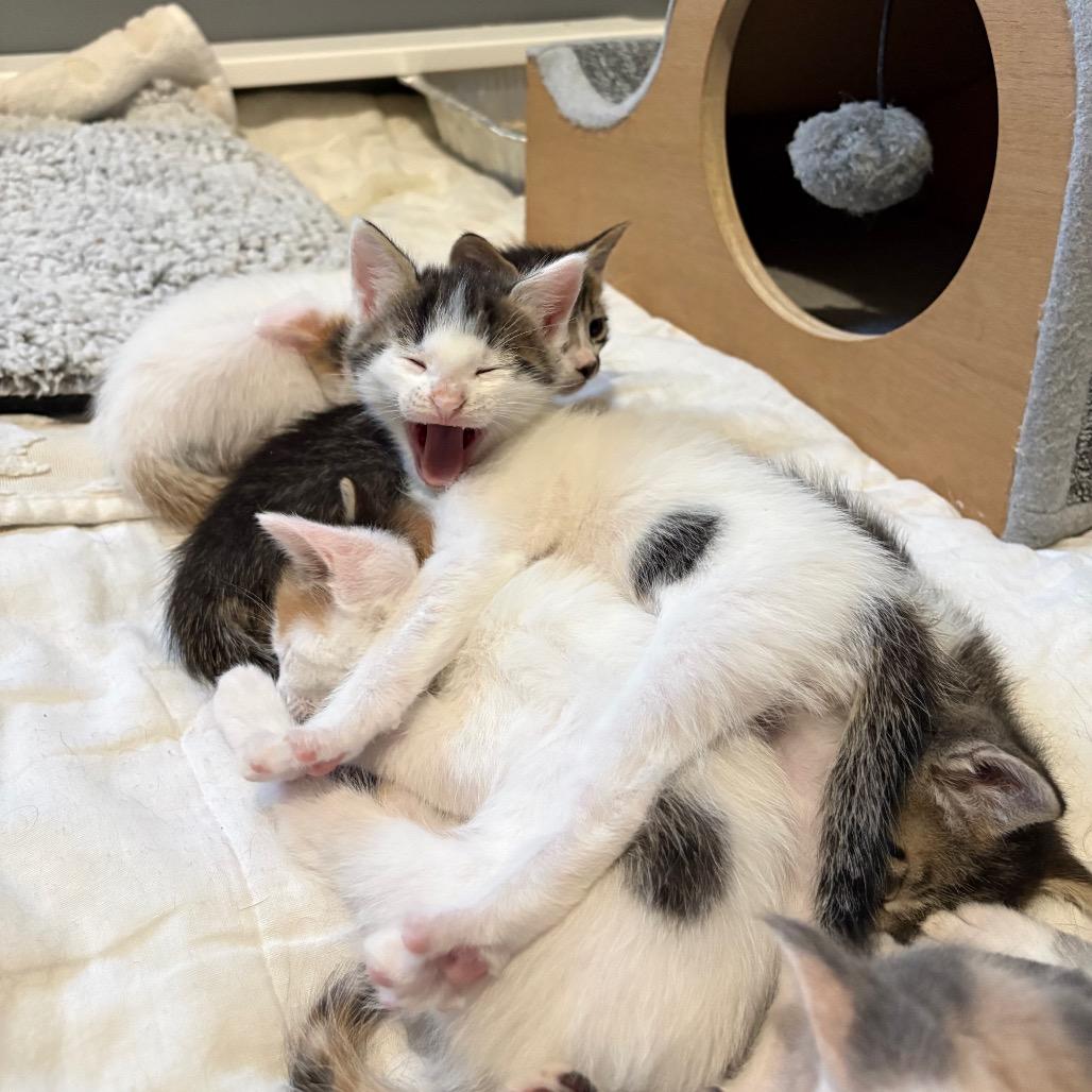 Enlarge Cupcake, a Adoptable Domestic Short Hair in Fort Collins, CO image 1/6