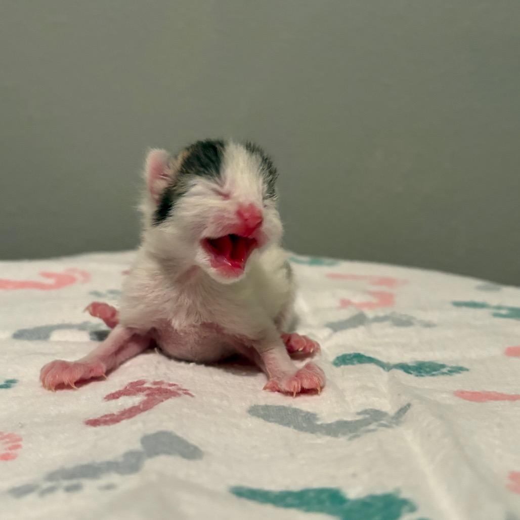 Enlarge Cupcake, a Adoptable Domestic Short Hair in Fort Collins, CO image 2/6