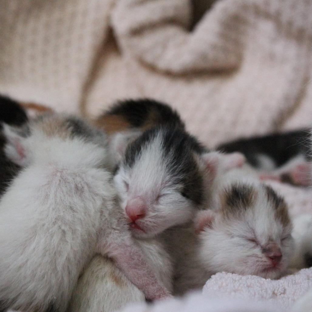 Enlarge Cupcake, a Adoptable Domestic Short Hair in Fort Collins, CO image 3/6