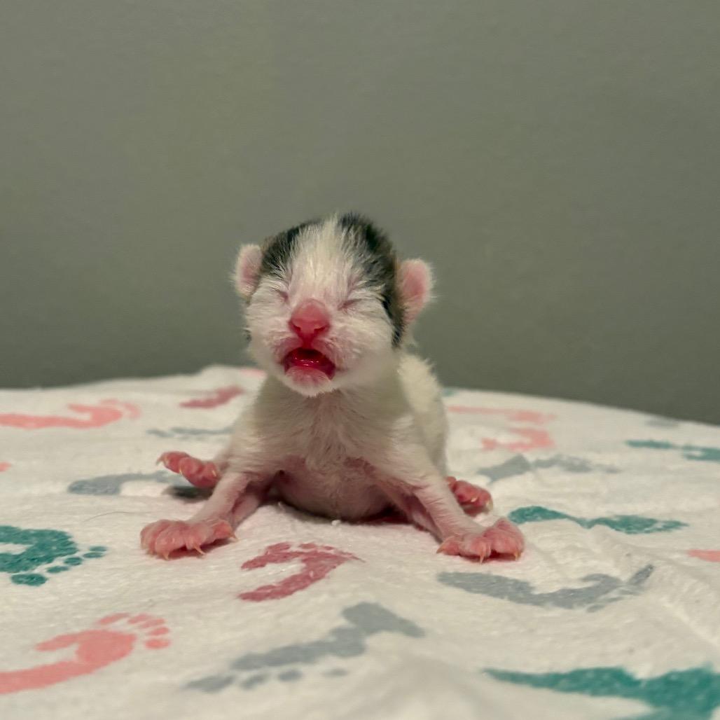 Enlarge Cupcake, a Adoptable Domestic Short Hair in Fort Collins, CO image 4/6