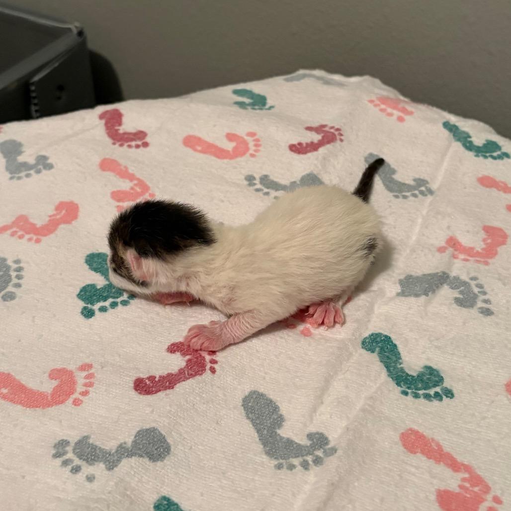 Enlarge Cupcake, a Adoptable Domestic Short Hair in Fort Collins, CO image 5/6