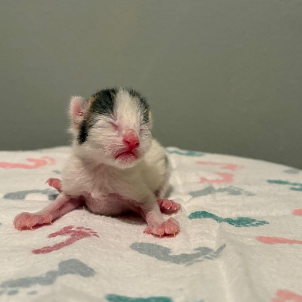 Enlarge Cupcake, a Adoptable Domestic Short Hair in Fort Collins, CO image 6/6