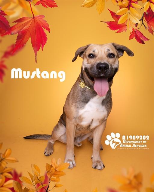 MUSTANG, Adoptable, Young Male Pit Bull Terrier.