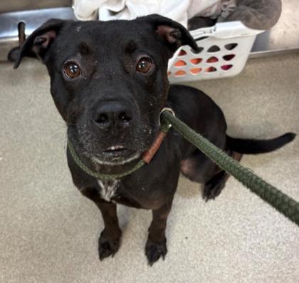 Enlarge Diesel, a Adoptable mixed breed in Palm Coast, FL image 1/2