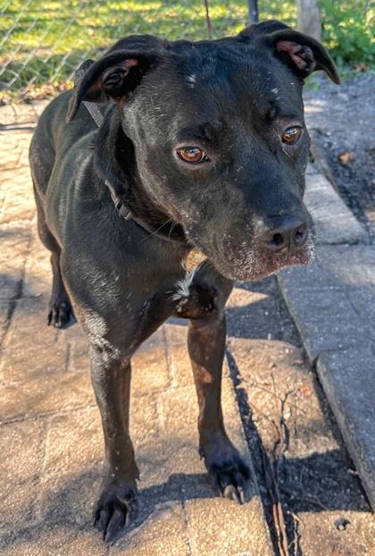 Enlarge Diesel, a Adoptable mixed breed in Palm Coast, FL image 2/2