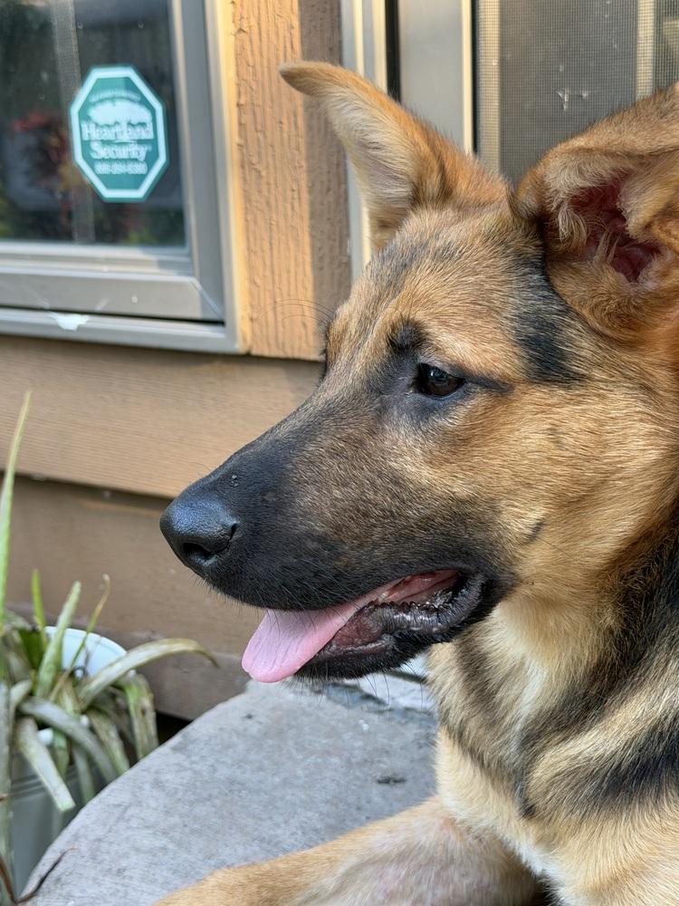 Rocko, a Adoptable mixed breed in Plymouth, MN image 2/6