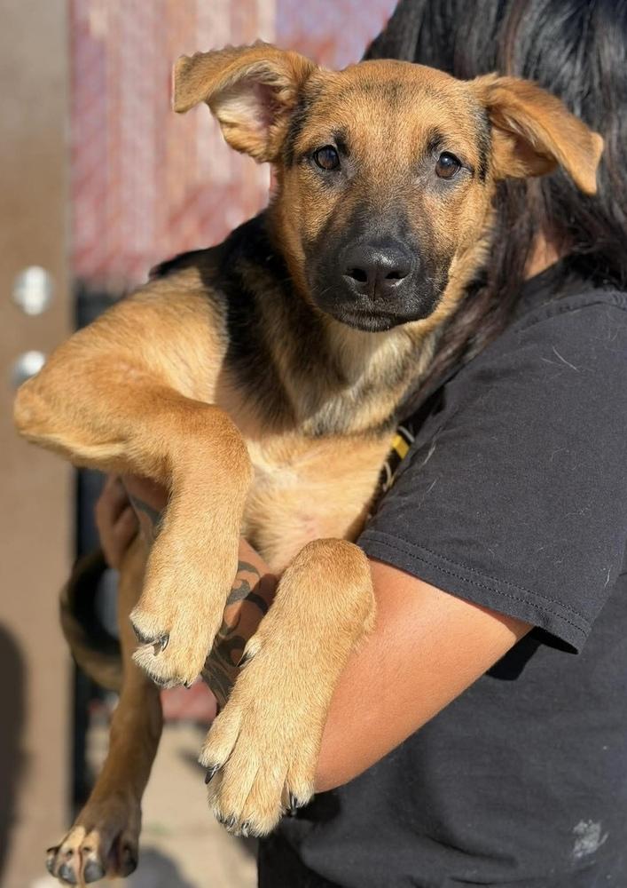 Rocko, a Adoptable mixed breed in Plymouth, MN image 3/6