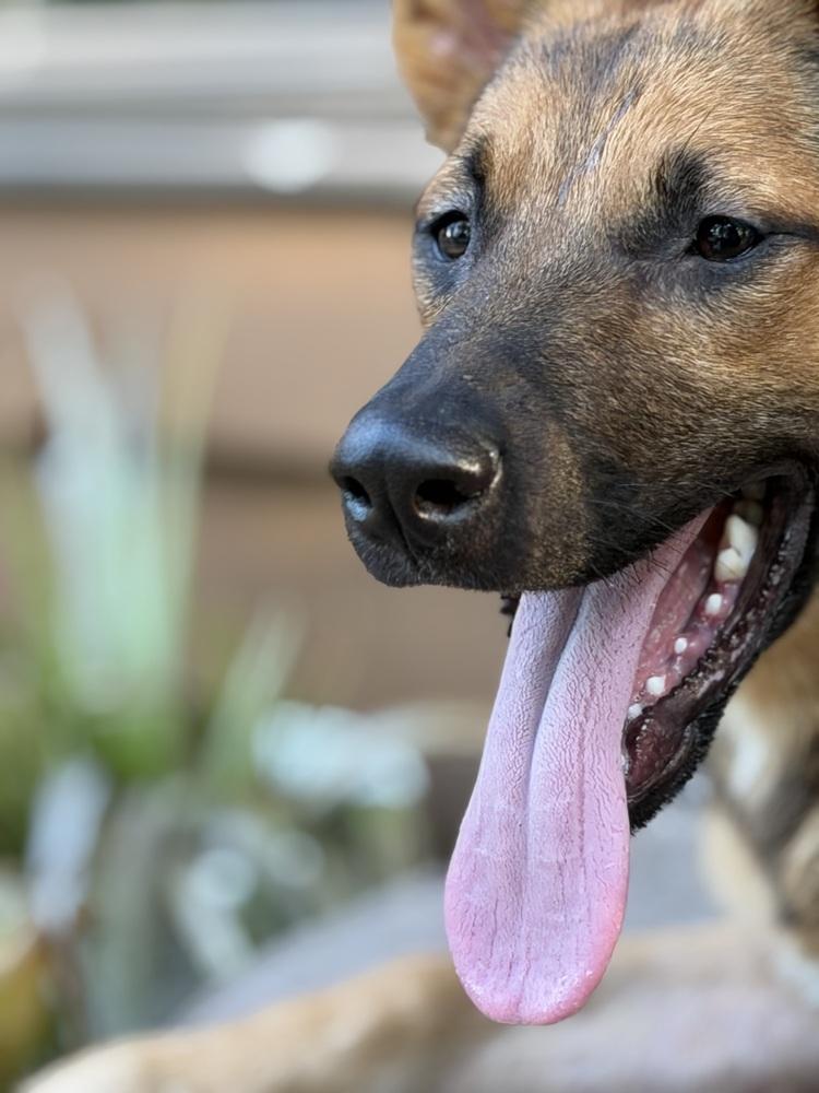 Rocko, a Adoptable mixed breed in Plymouth, MN image 5/6