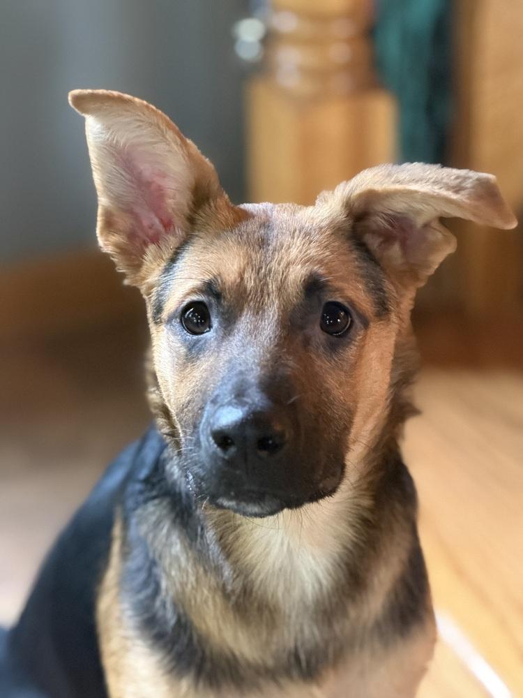 Rocko, a Adoptable mixed breed in Plymouth, MN image 6/6