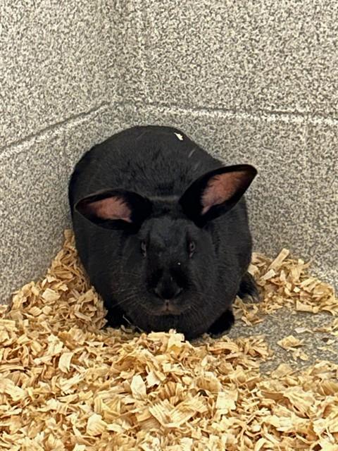 Enlarge BLOSSOM, a Adoptable Bunny Rabbit in Statesville, NC image 1/1