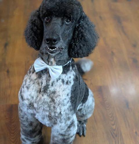 Enlarge Stark, a Adoptable mixed breed in Courtice, ON image 3/6