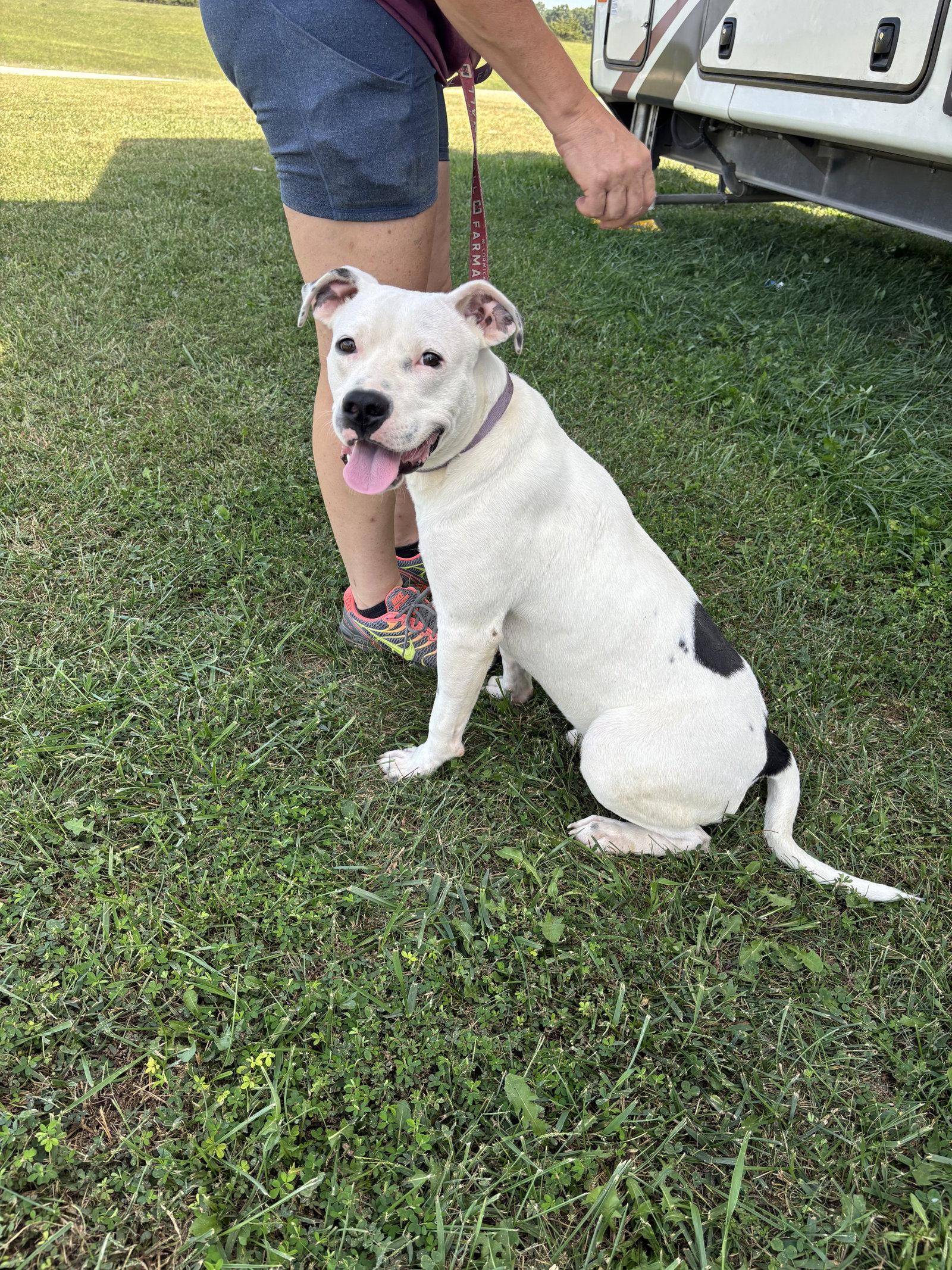 Enlarge Goose, a Adoptable Pit Bull Terrier in Anabel, MO image 1/3