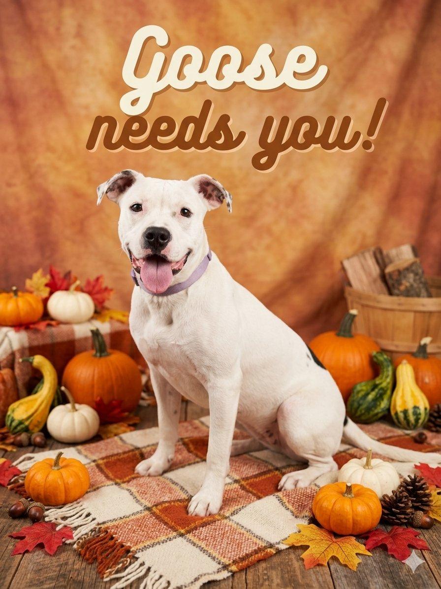 Enlarge Goose, a Adoptable Pit Bull Terrier in Anabel, MO image 2/3