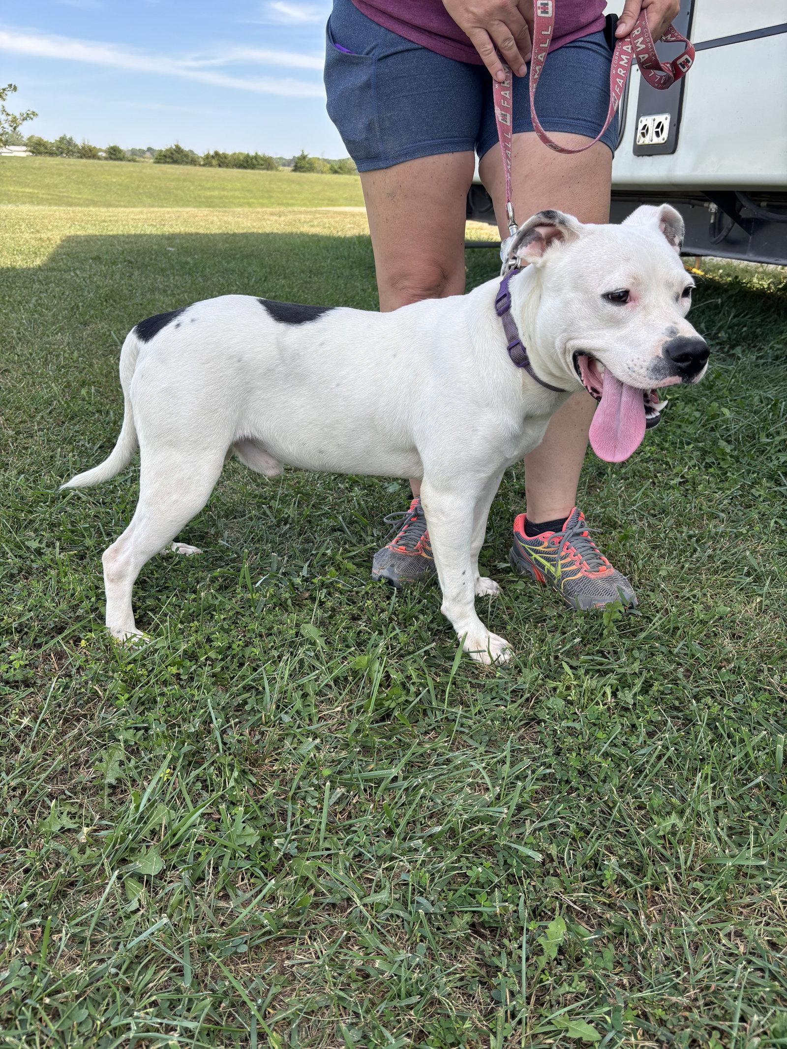 Enlarge Goose, a Adoptable Pit Bull Terrier in Anabel, MO image 3/3