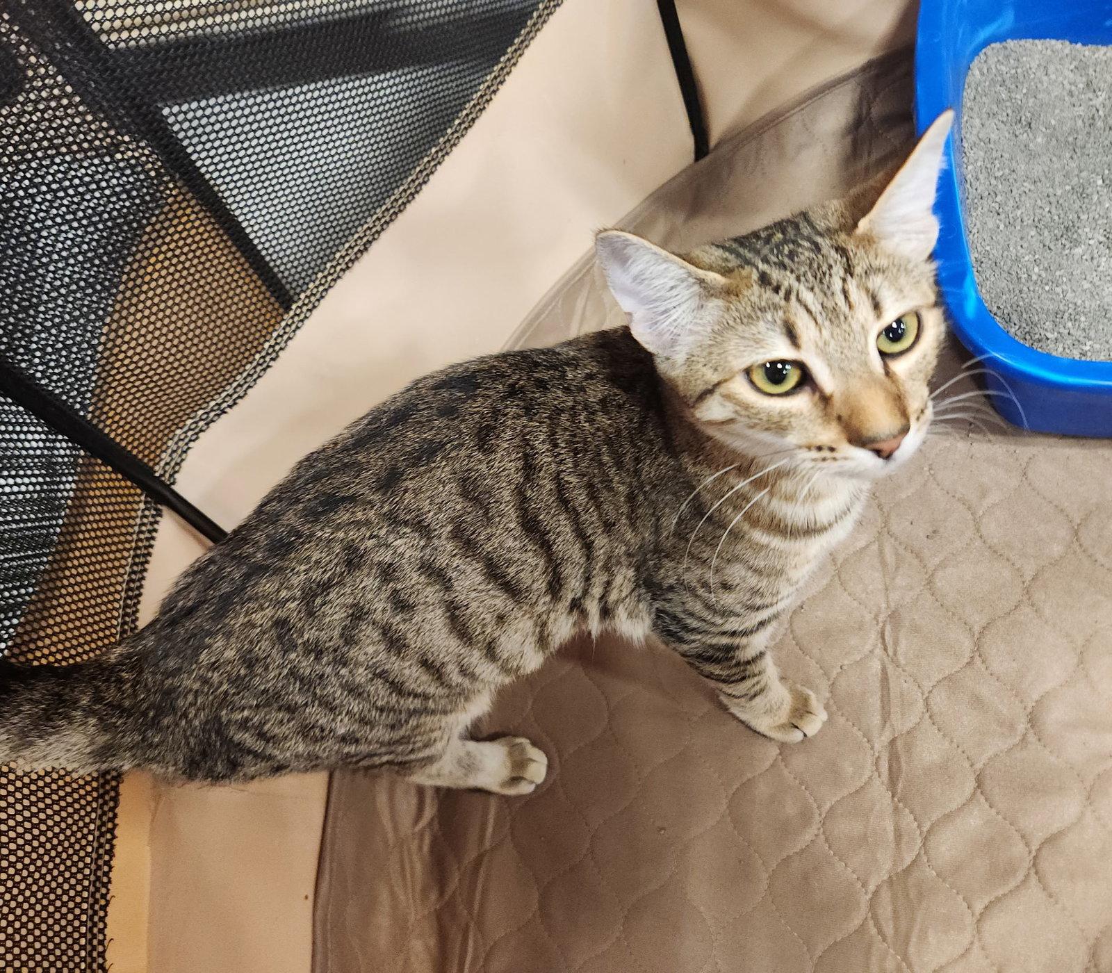 Cricket, Adoptable, Young Female Domestic Short Hair.
