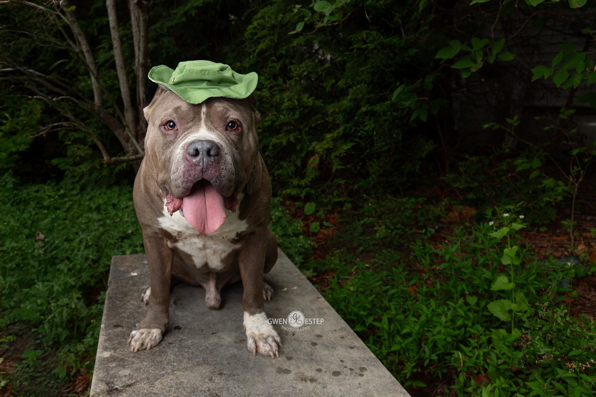 Earl, a Adoptable Pit Bull Terrier in Dayton, OH image 2/6