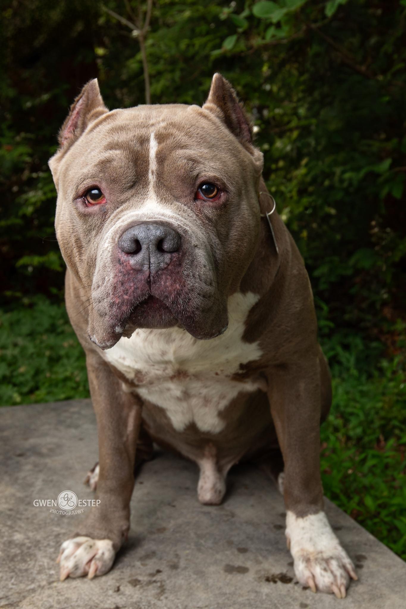 Earl, Adoptable, Adult Male Pit Bull Terrier.