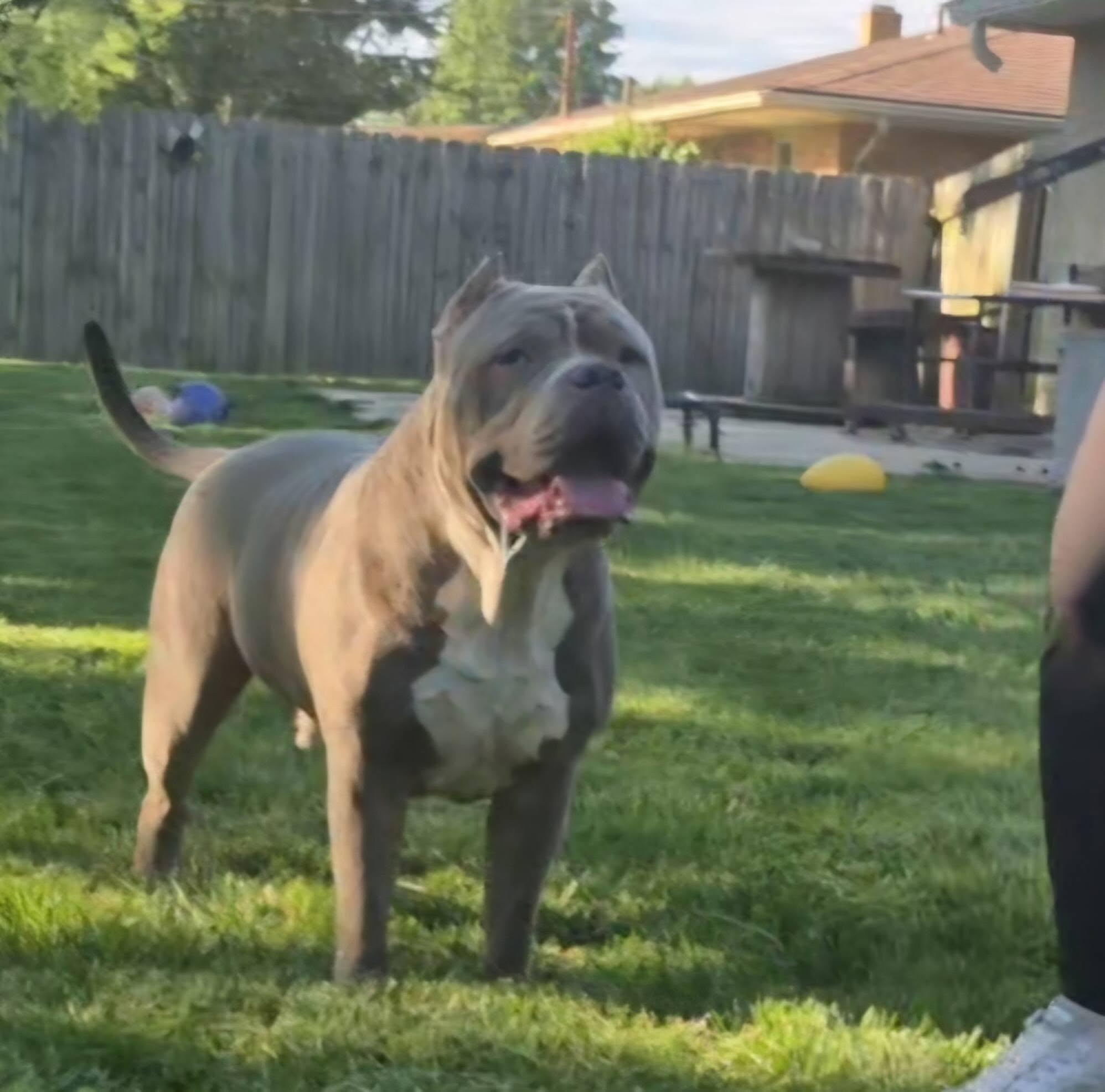 Earl, a Adoptable Pit Bull Terrier in Dayton, OH image 3/6