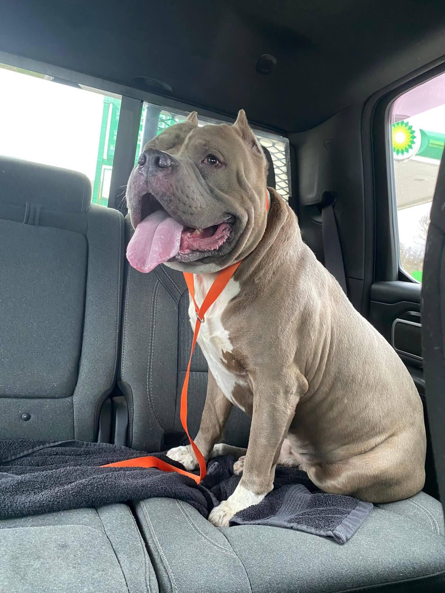 Earl, a Adoptable Pit Bull Terrier in Dayton, OH image 5/6