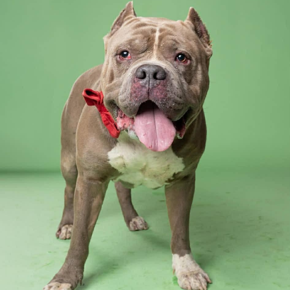 Earl, a Adoptable Pit Bull Terrier in Dayton, OH image 4/6