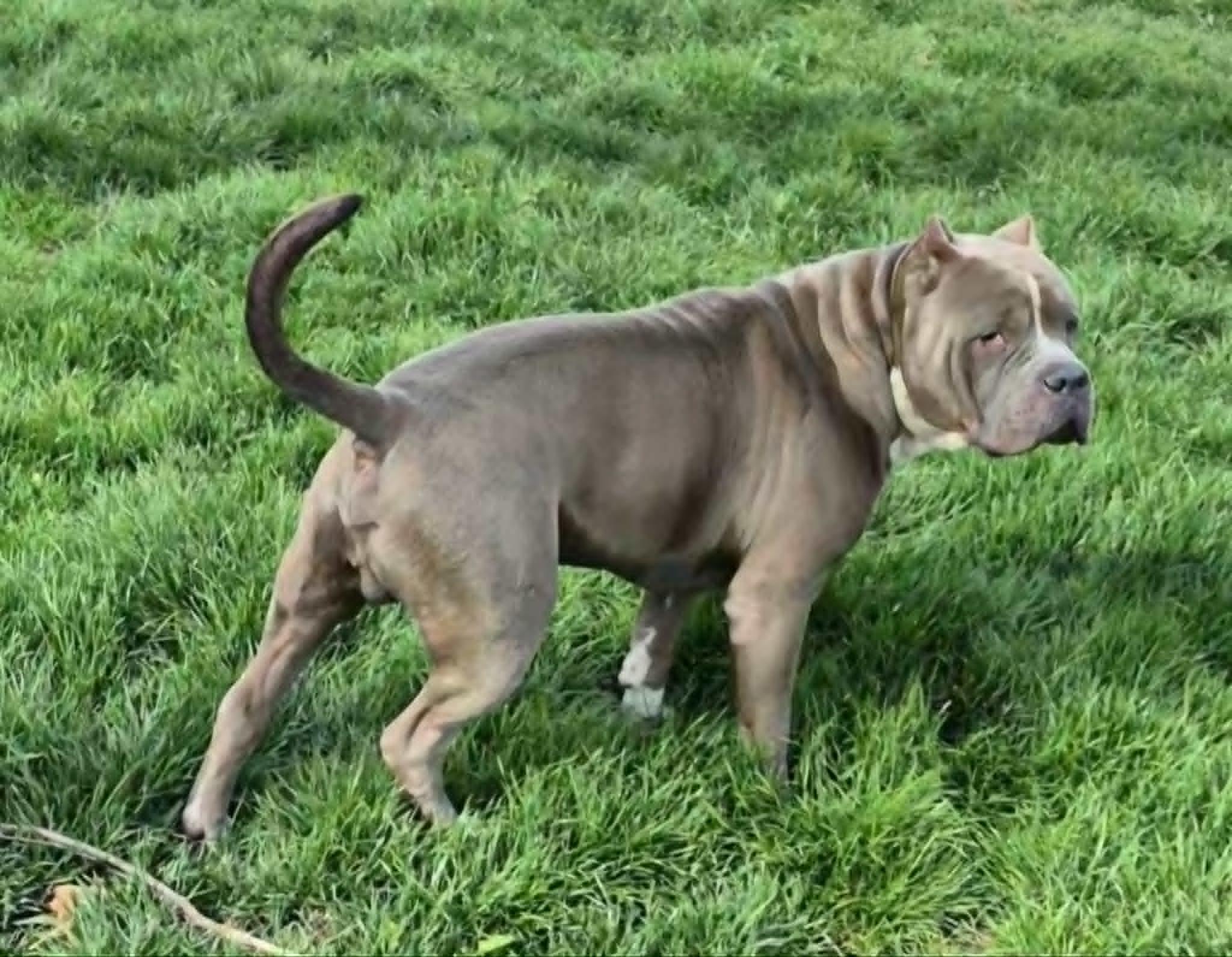 Earl, a Adoptable Pit Bull Terrier in Dayton, OH image 6/6