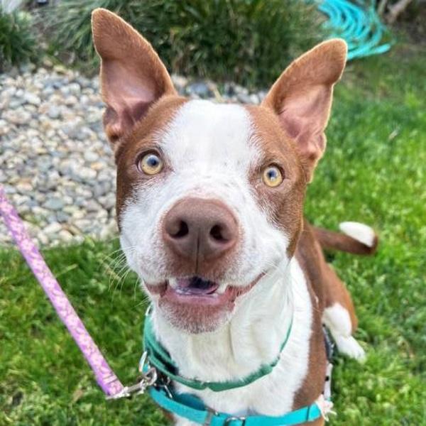 Skipper, Adoptable, Adult Male American Staffordshire Terrier & Cattle Dog.