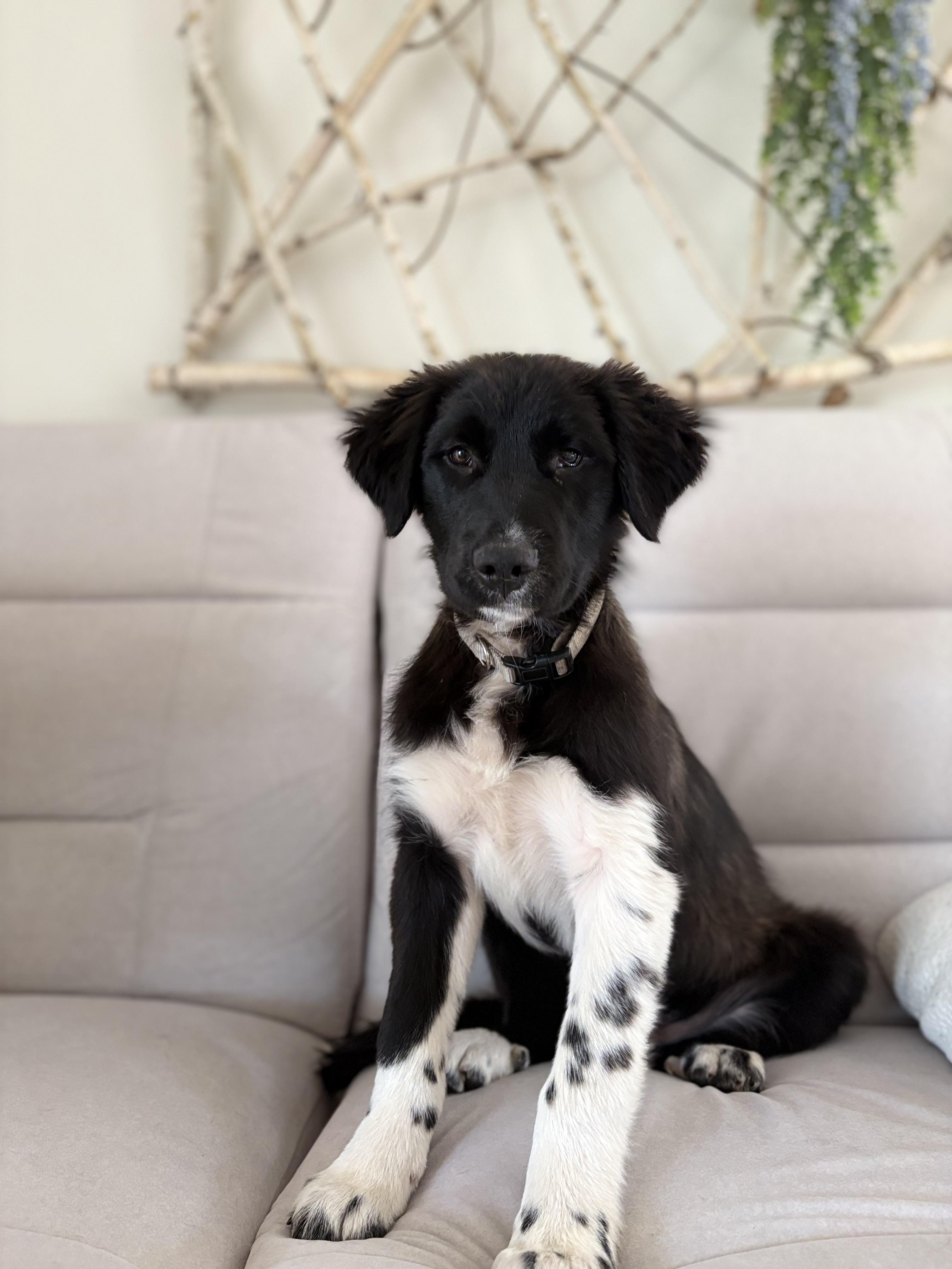 KOLE, Adopted, Young Male Great Pyrenees.