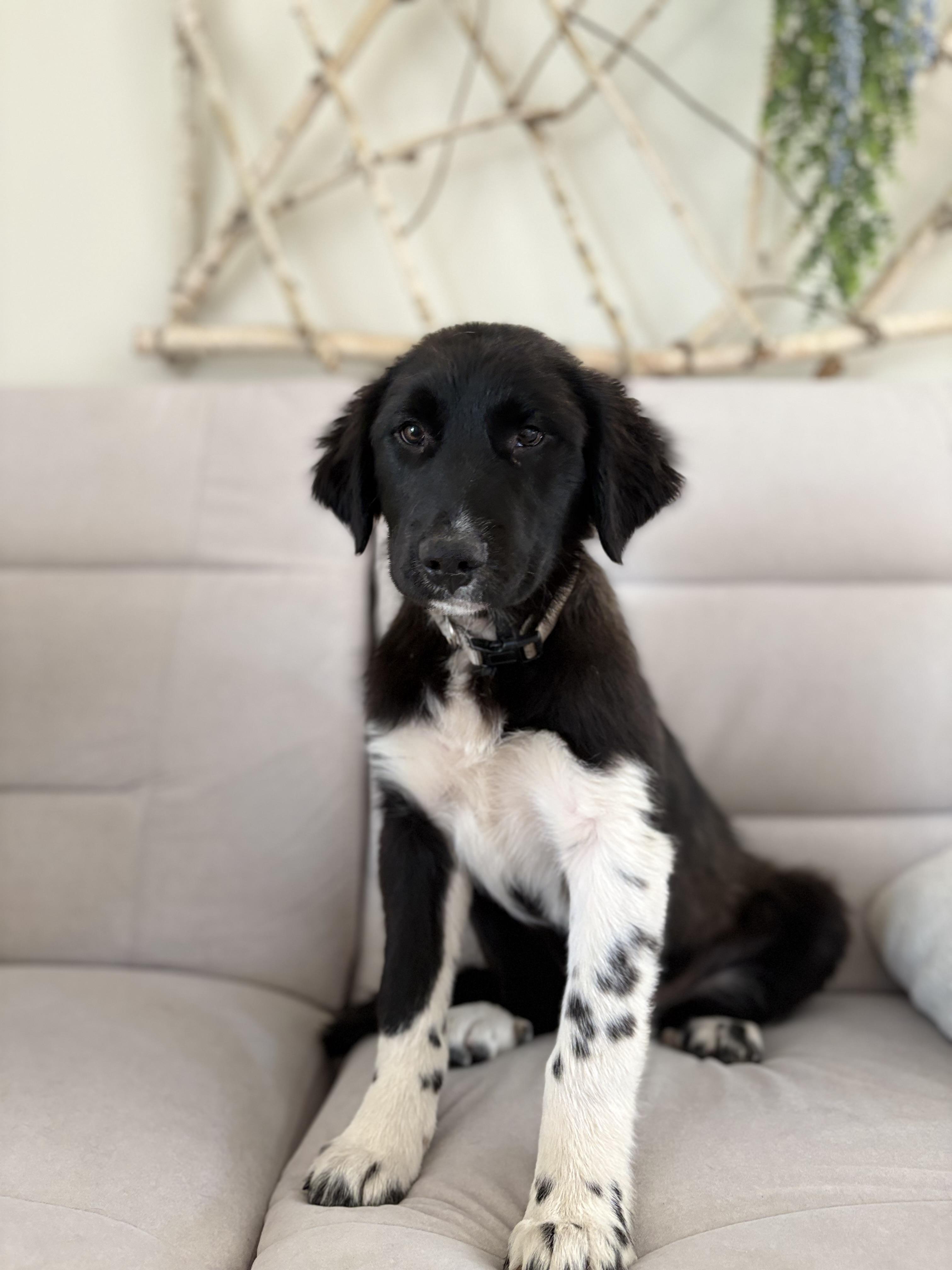 KOLE, a Adopted mixed breed in Discovery Bay, CA image 2/3